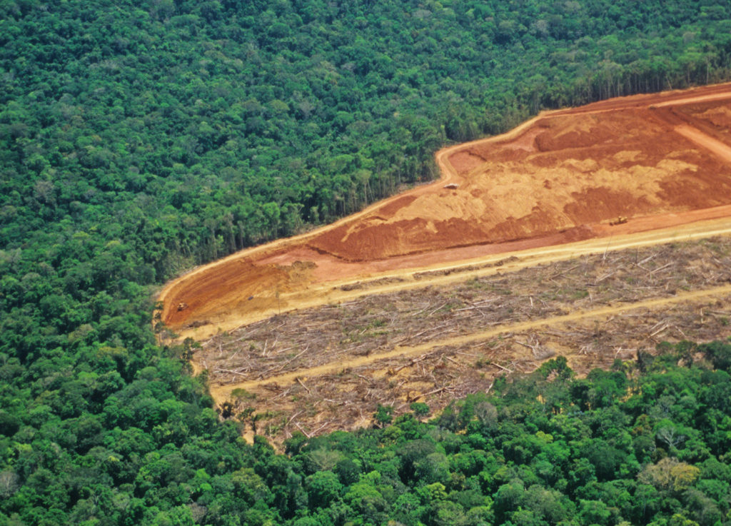 Western Industrial Farming Is Eating Our Forests