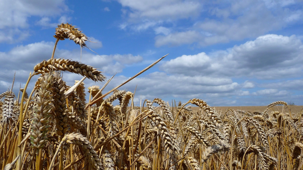 FEMA Contractor Predicts 'Social Unrest' Caused by a Global Food Crisis