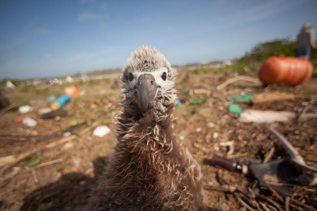 Shocking Photos of Plastic Pollution in Caribbean