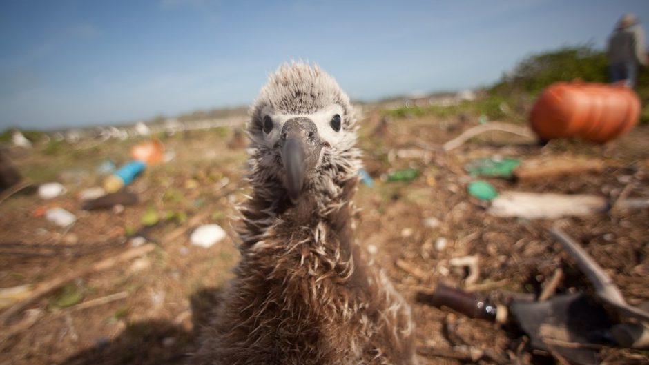 Shocking Photos of Plastic Pollution in Caribbean